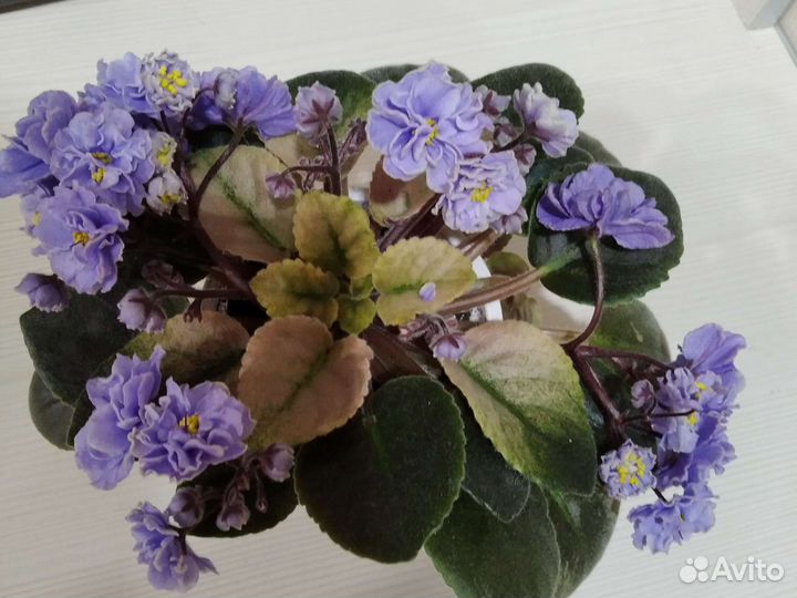 Сортовые фиалки