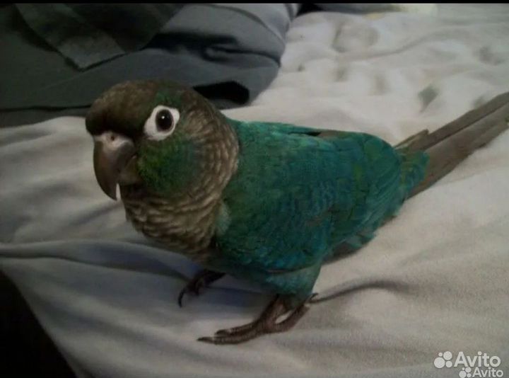 Птенцы пиррура, говорящие,супер ручные