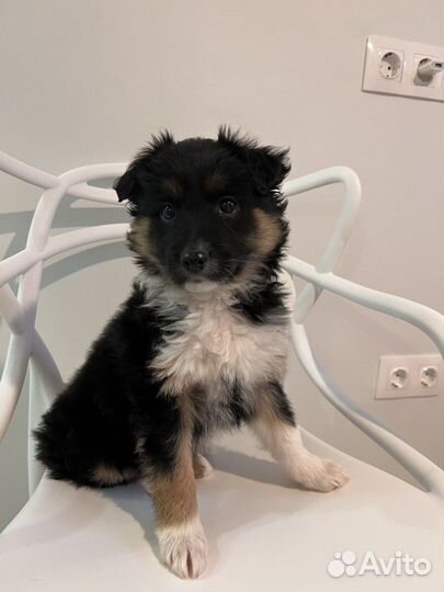 Альдо ищет дом