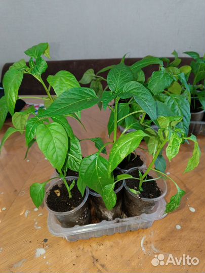 Рассада перцев