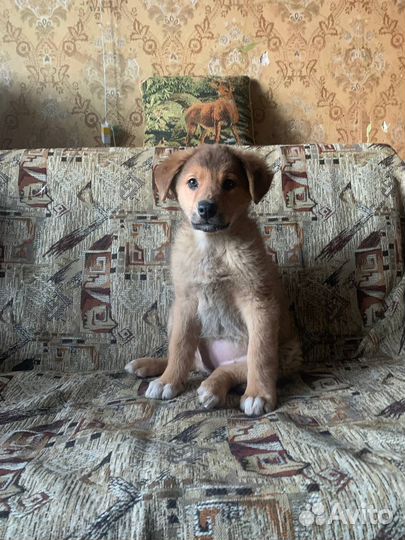 Щенок добрые руки бесплатно средне-крупная порода