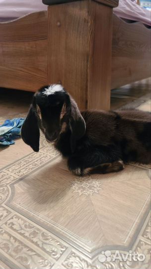 Нубийские козлята