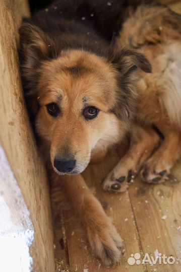 Милена, добрая собака ищет дом