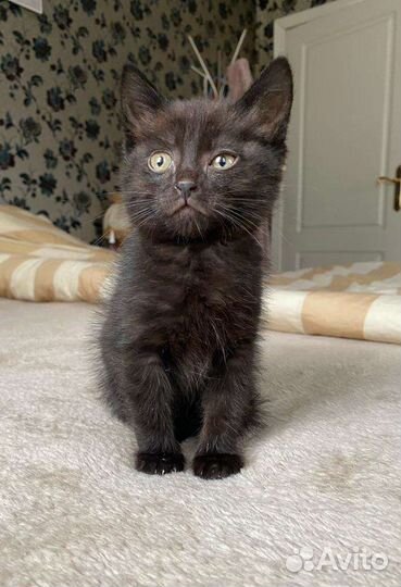 Котёнок девочка домашняя 2 месяца бесплатно