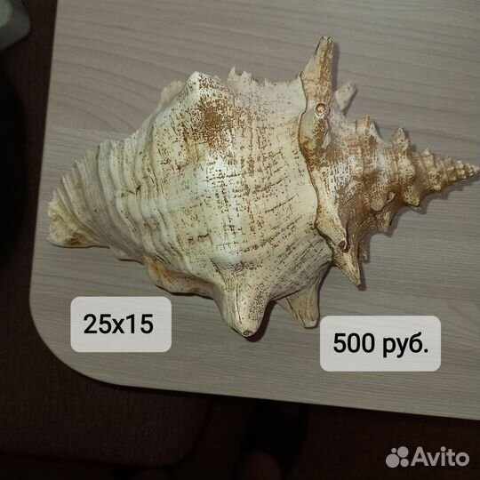 Ракушка морская большая