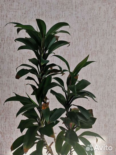 Комнатные цветы драцена