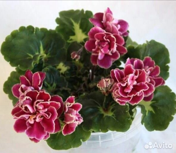 Фиалки сортовые набор #3, #4