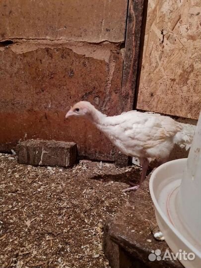 Бройлер кобб -27июля