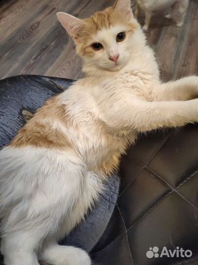 Котик в дар