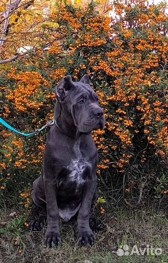 Мальчик Кане корсо