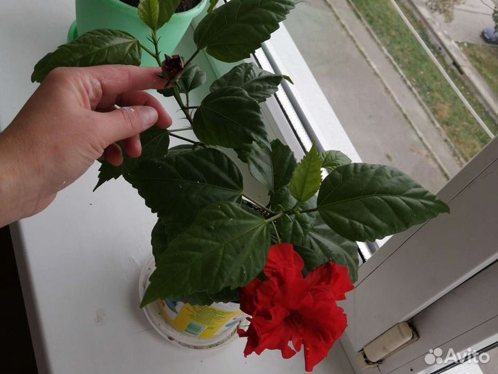 Гибискус китайская роза