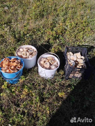 Грибы грузди, рыжики свежие