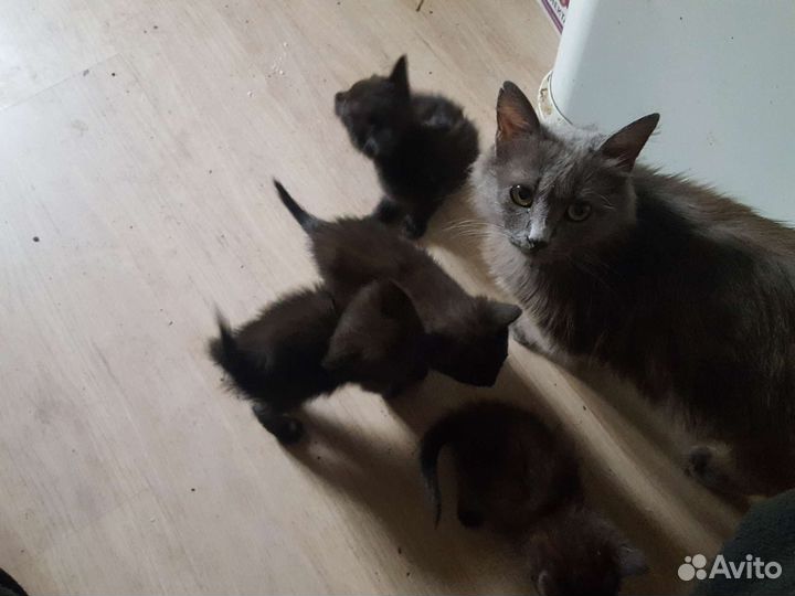 Котята в добрые руки