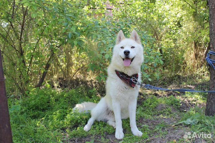 Метис Хаски