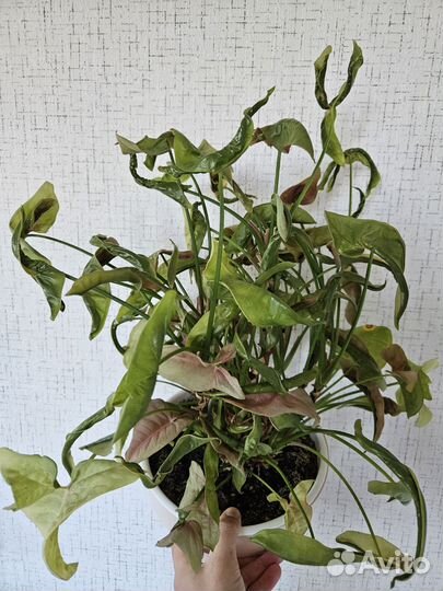 Сингониум розовый