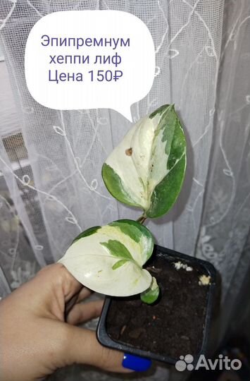 Комнатные растения