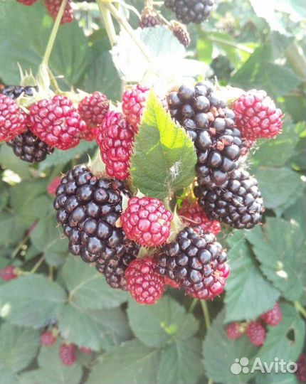 Саженцы ежевики