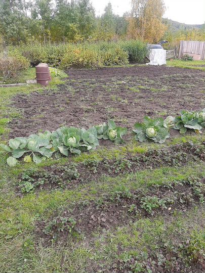 Участок 5,5 сот. (СНТ, ДНП)