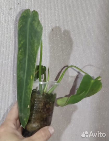 Филодендрон Село сплэш, Спиритус, Лонгилобатум