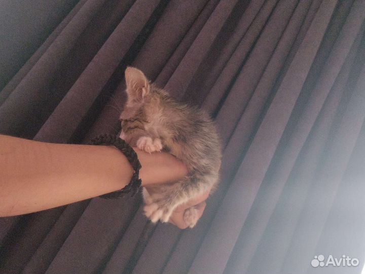 Котята в добрые руки бесплатно