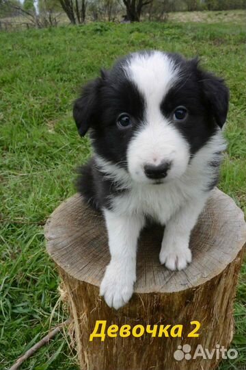 Щенки бордер колли