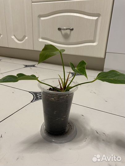 Антуриум бэби вайт