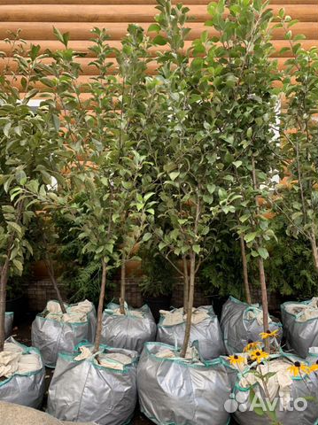 Плодовые саженцы