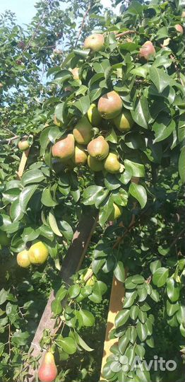 Саженцы груш сорта Велеса, Талгарская Красавица