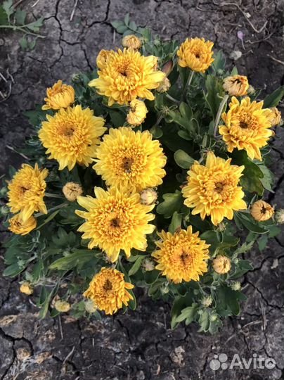 Хризантема шаровидная