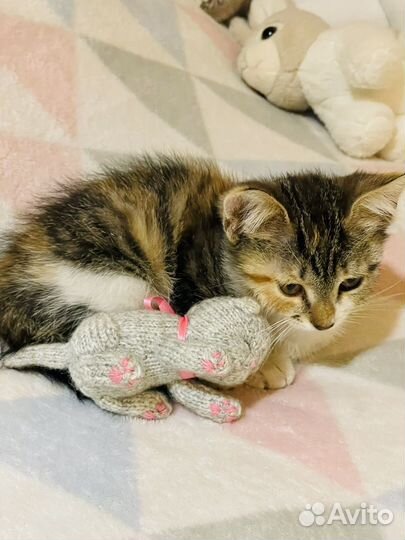 Котенок в добрые руки