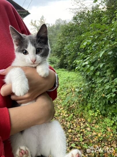 Котята в добрые руки бесплатно