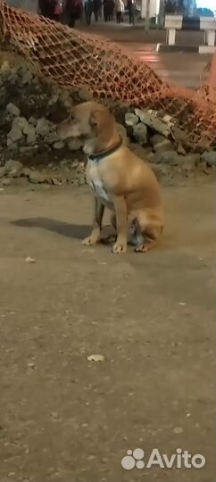 Найдена собака