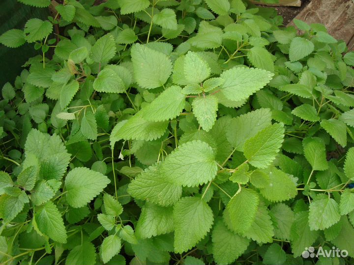 Мята лимонник