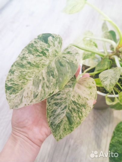 Филодендрон гигантами вариегатный