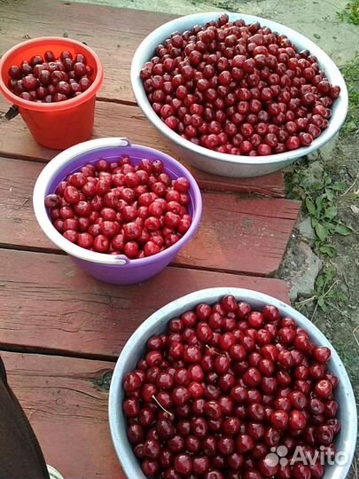 Черешня крупная, домашняя. Временно нет
