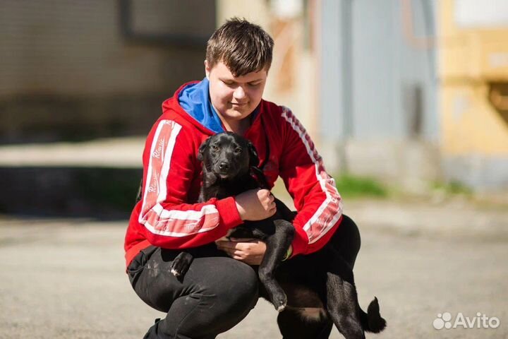 Собака в добрые руки отдам бесплатно