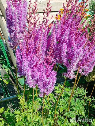 Астильба сортовая