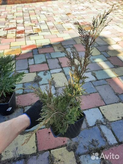 Можжевельник казацкий Рокери Джем