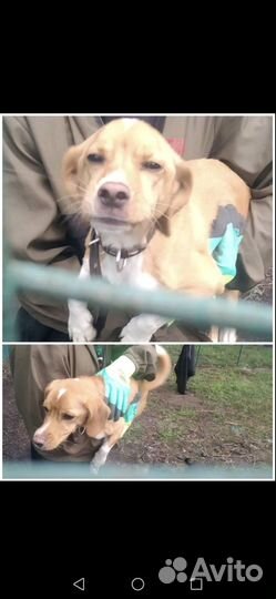 Собака в добрые руки