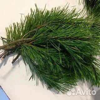 Лапник сосны на новый год