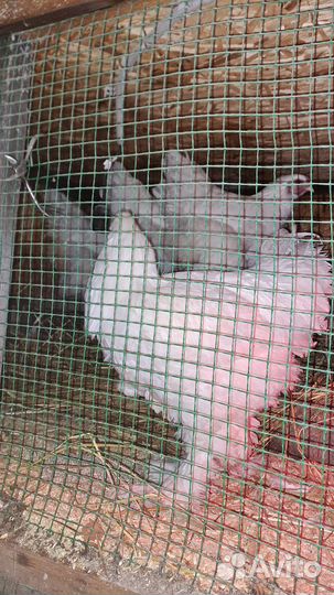 Брама Белая Инкубационное яйцо