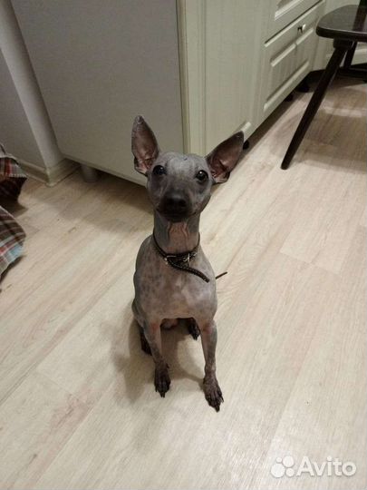 Американский голый терьер