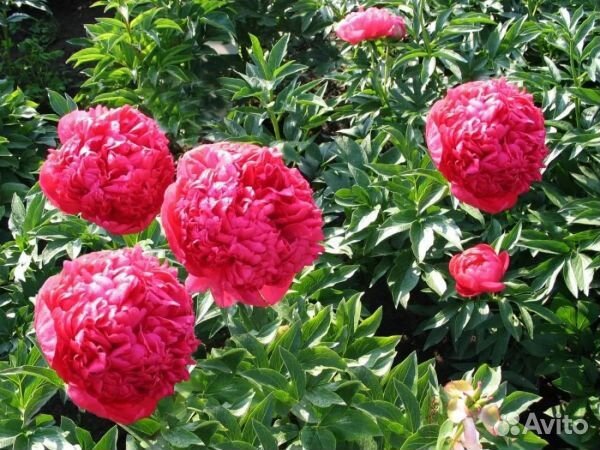 Пион Команд Перфоманс 3-5 почек