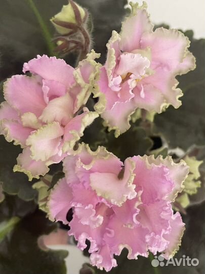 Фиалка сортовая рм Саломея