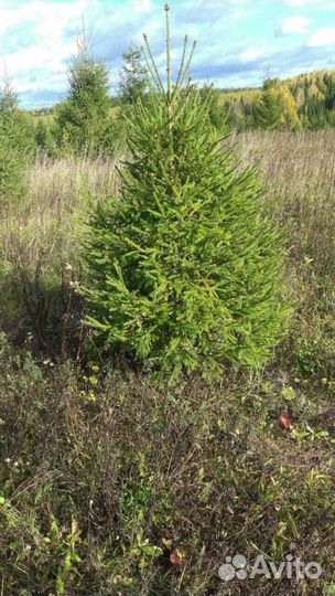 Новогодние елочки подрезанные