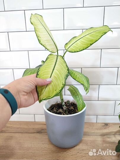 Диффенбахия