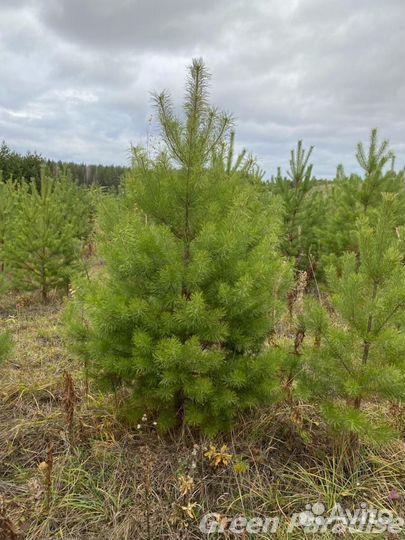 Сосна обыкновенная