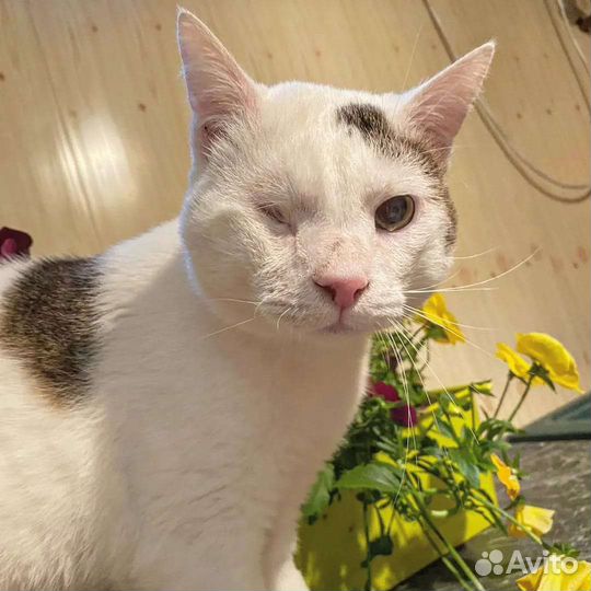 Котик в добрые руки