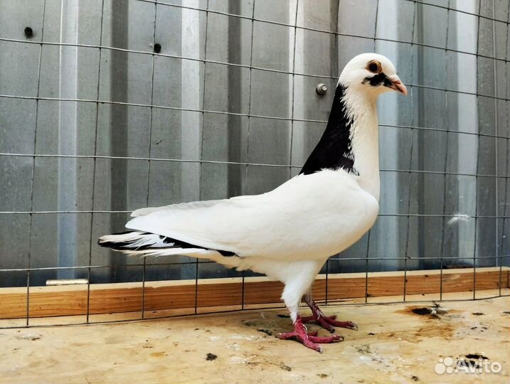 Голуби шейки (перки)