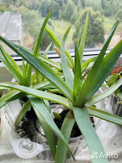 Комнатные цветы